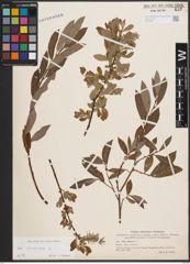 Foto von Salix cinerea L.
